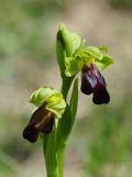 Ophrys lucana